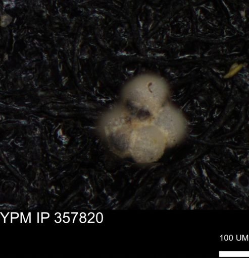 undet. Foraminiferida