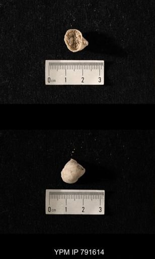 undet. Brachiopoda