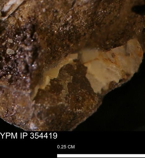 undet. Mollusca