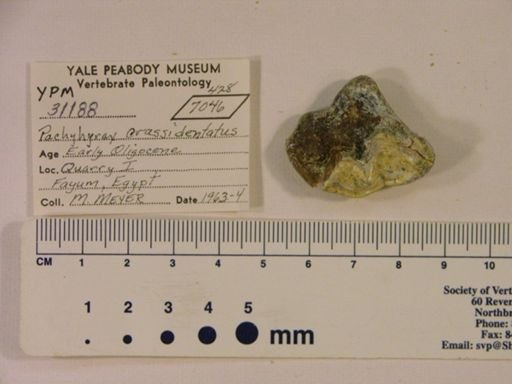 Pachyhyrax crassidentatus