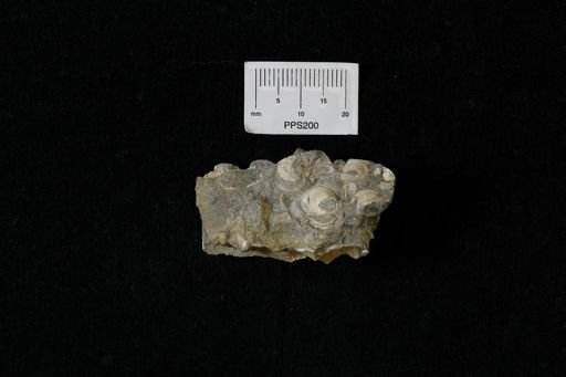 Protocardia