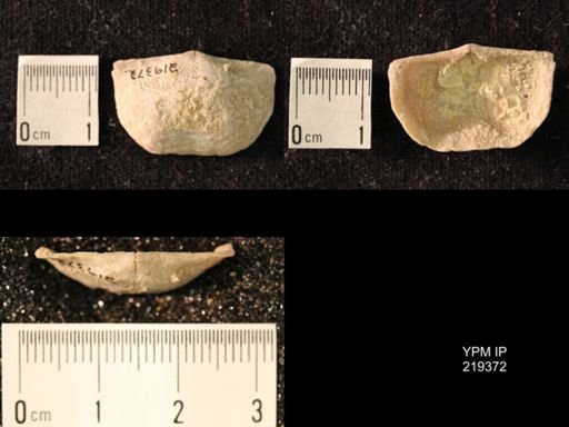Chonetes granulifer