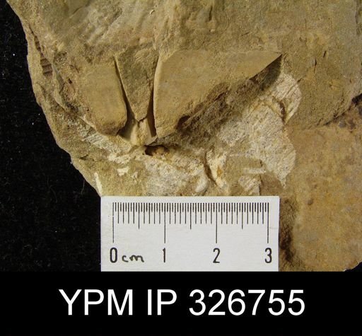 Syringothyris randalli
