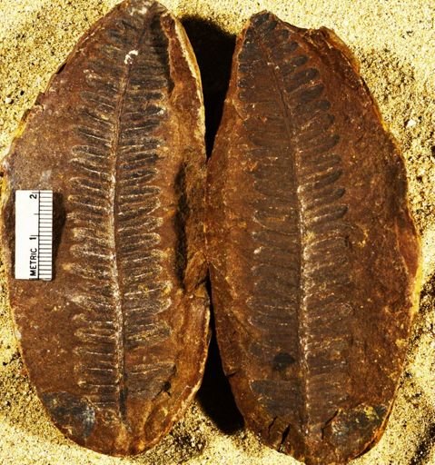 Pecopteris vestita