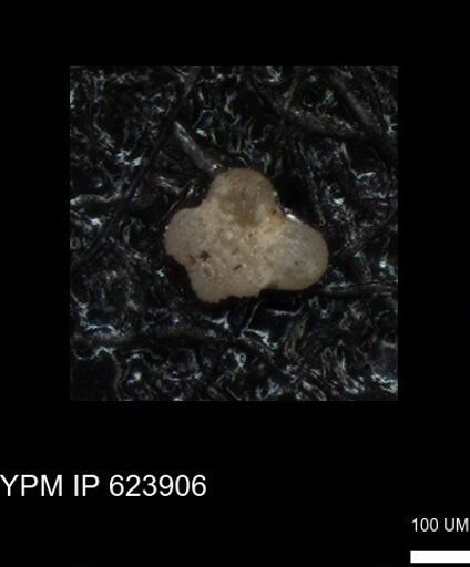 undet. Foraminiferida
