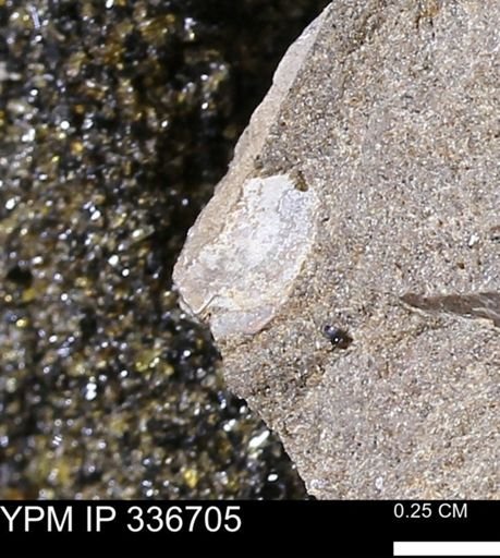 undet. Mollusca