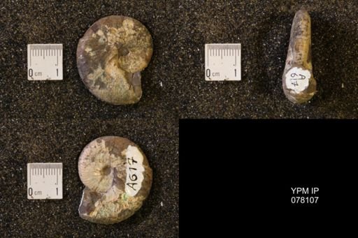 Discoscaphites conradi