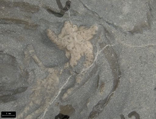 Aplocoma damesii