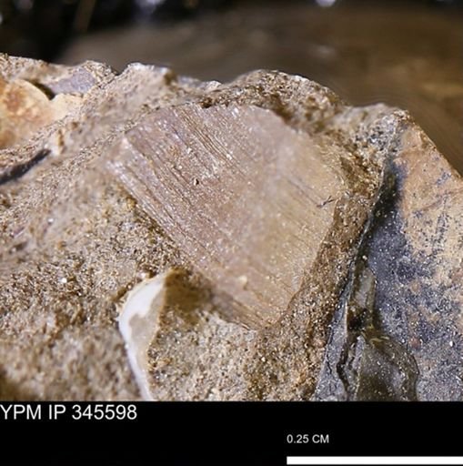 undet. Bivalvia