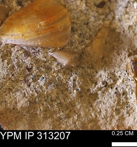 Corbicula