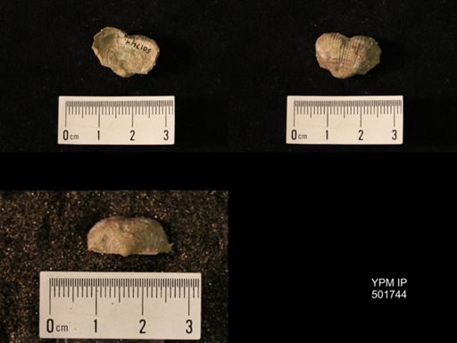 Marginifera lasallensis