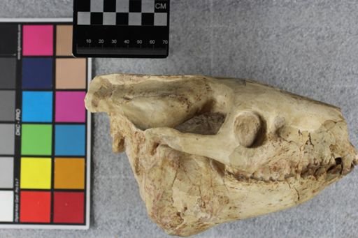 Merycoidodon culbertsoni