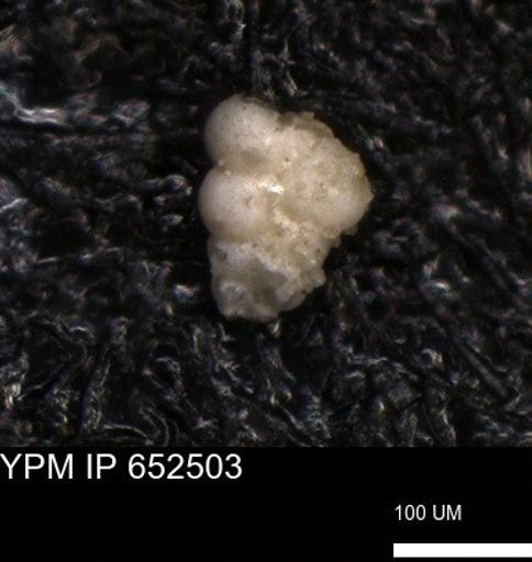 undet. Foraminiferida