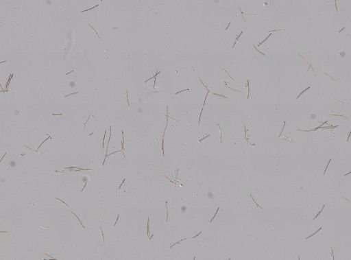 Haliclona cinerea?