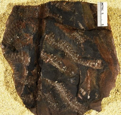 Pecopteris miltoni