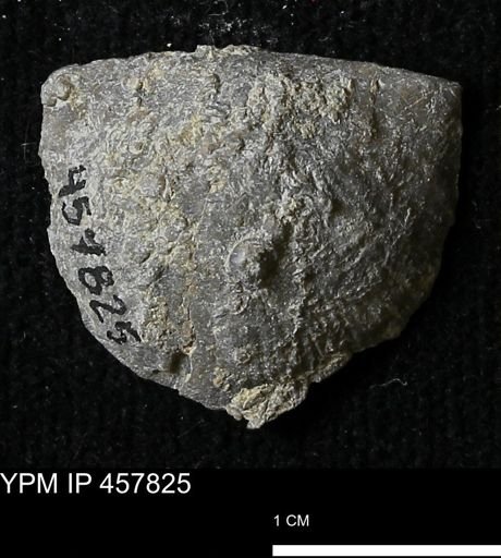 Strophodonta sp.