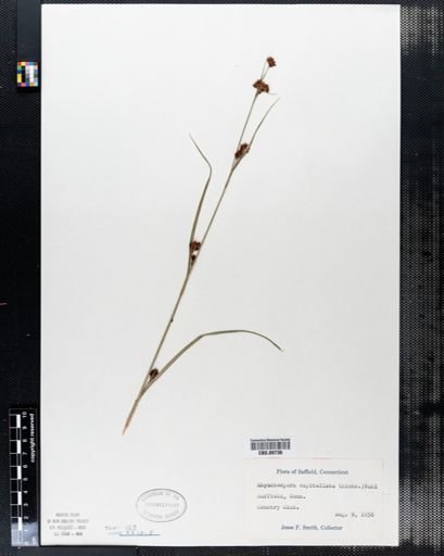 Rhynchospora capitellata