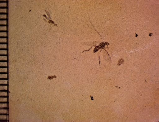 undet. Diptera