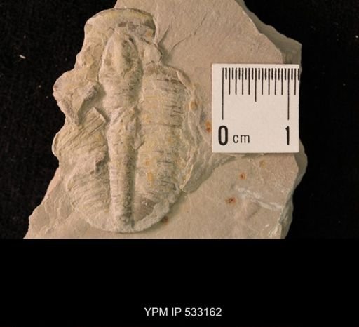Elrathia kingi