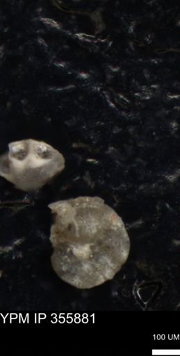 undet. Foraminiferida