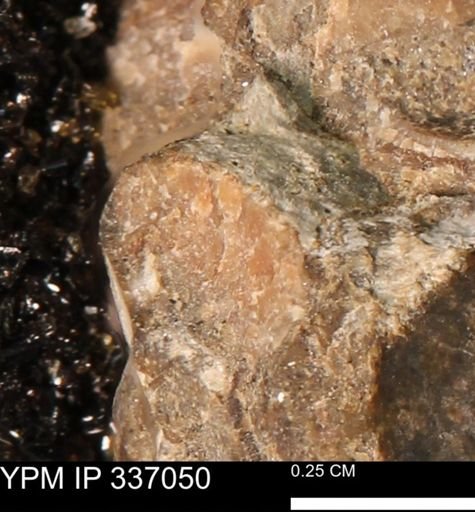 undet. Mollusca