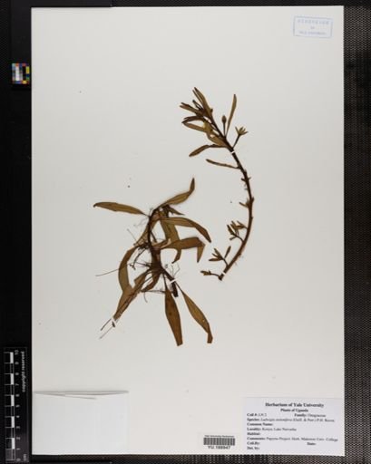 Plantae