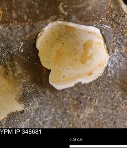 undet. Mollusca