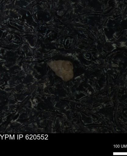 undet. Heterohelicidae
