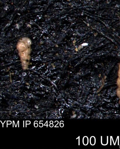 Verneuilinoides kansasensis