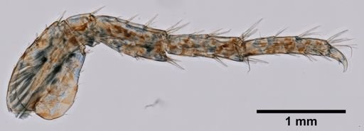Gammarus oceanicus