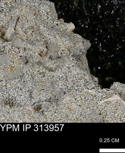 undet. Scaphopoda
