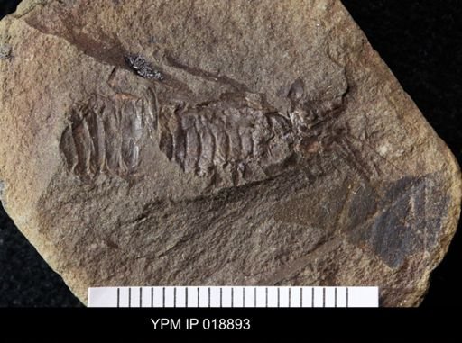Anthracaris gracilis