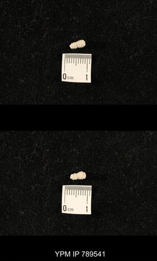 undet. Bryozoa