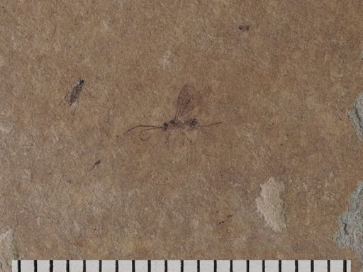 Diptera