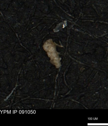 Verneuilina canadensis