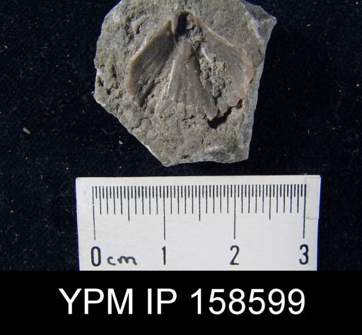 Rhynchotrema anticostiensis