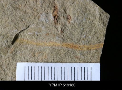 undet. Ichnofossil