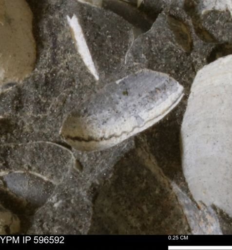 Limopsis striatopunctatus