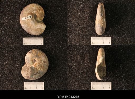 Hoploscaphites nicolletii