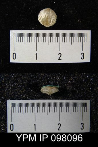 Atrypa reticularis