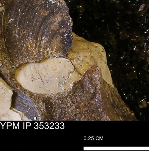 Limopsis striatopunctatus