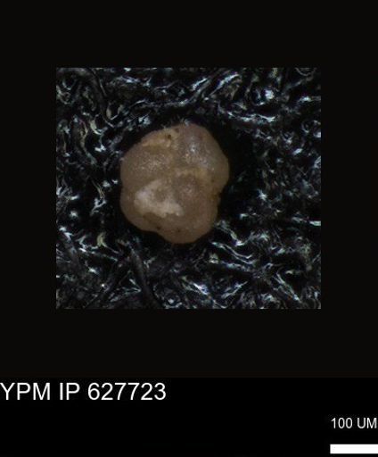 undet. Foraminiferida