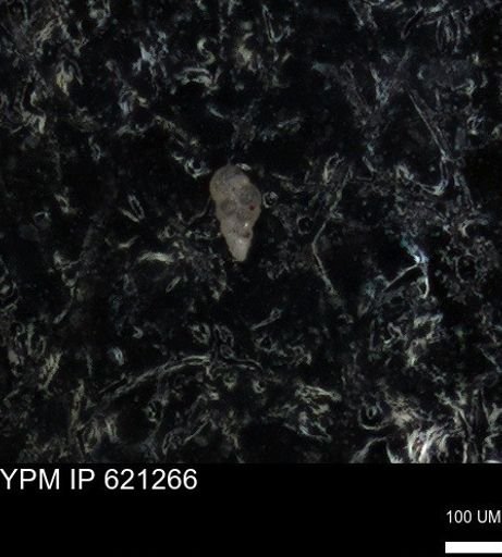 undet. Heterohelicidae