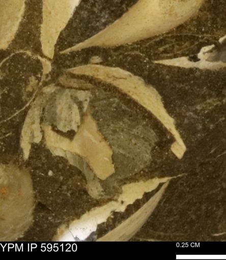 Protocardia sp.