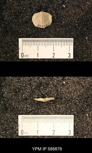 Dalmanella testudinaria
