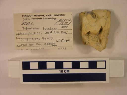 Teleoceras fossiger