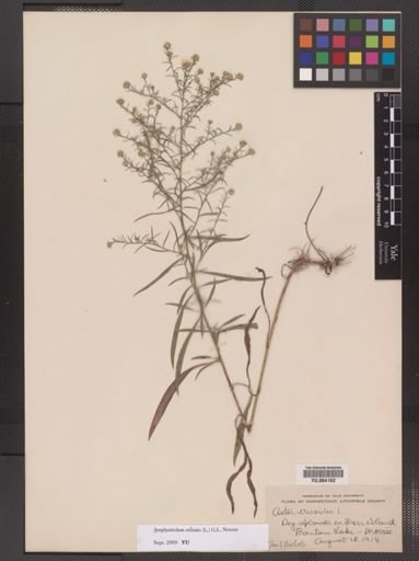 Symphyotrichum ericoides