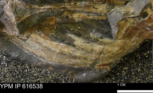 Inoceramus crippsii barabini
