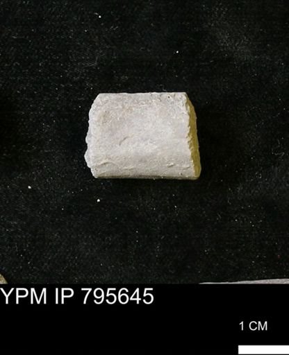 Baculites sp.