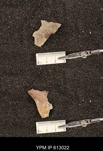 Clioscaphites vermiformis